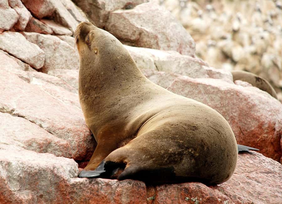 From Lima: Ballestas Islands and Huacachina Sunset Day Trip - Lima to Paracas: long drive, quick bathroom window, then check-in