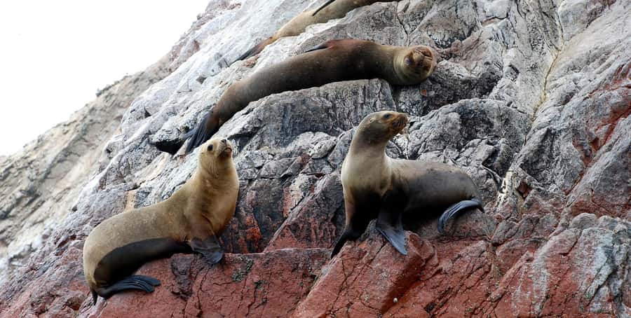 From Lima: Ballestas Islands and Huacachina Sunset Day Trip - Price and value: what you really pay for at $65