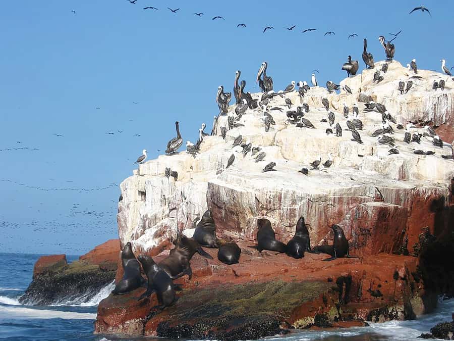 From Lima: Ballestas Islands, Huacachina, and Vineyard Tour - What’s Included, What’s Not, and What to Pack