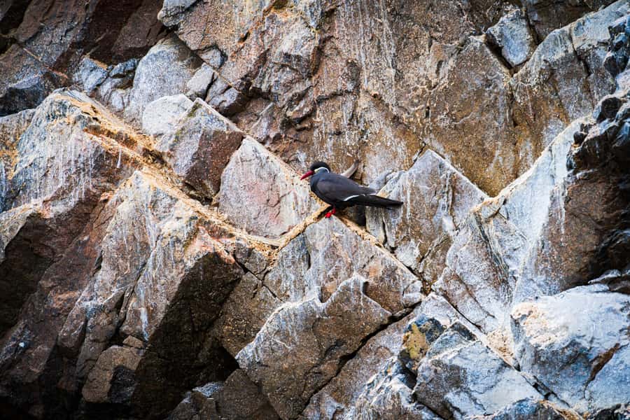 From Lima: Ballestas Islands, Huacachina, and Vineyard Tour - Lunch and Timing in Ica: Plan for Simple Meals and Local Stops