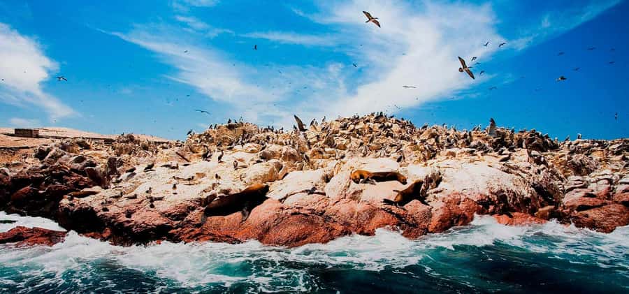 From Lima: Ballestas Islands, Huacachina and Wine Route Trip - Huacachina Oasis by buggy and sandboarding: your adrenaline window
