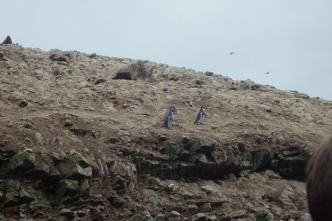 From Lima: Ballestas, Nazca Lines & Huacachina Oasis - Who Should Book This One, and Who Should Skip It