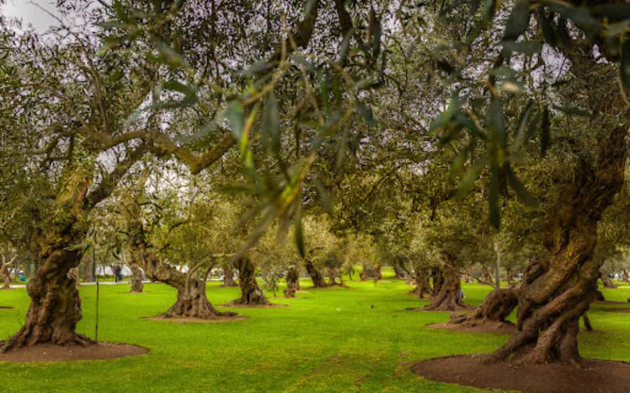 From Lima: Miraflores, Barranco & San Isidro Guided Tour - San Isidro’s Bosque El Olivar and the Olive Oil Machinery Displays