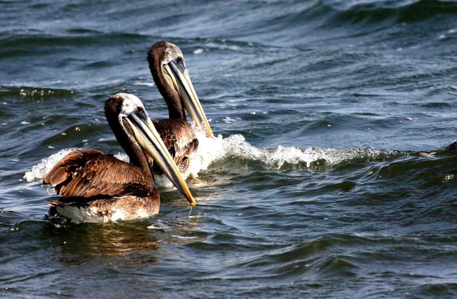 From Lima: Paracas and Huacachina Day Trip with Buggy Ride - Key points before you go