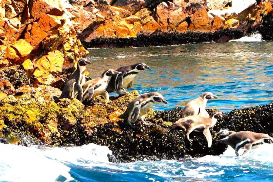 From Lima:Paracas Ballestas Islands and Ica Oasis 1 day Tour - Food timing and comfort: what to pack for a nonstop schedule