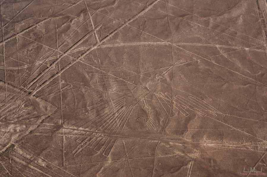 From Nazca: 35-Minute Flight Over Nazca Lines - Key highlights to notice before you book