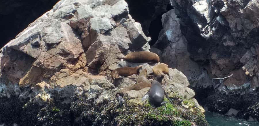 From Paracas: Ballestas Island Cruise & Paracas Reserve Tour - Paracas National Reserve: desert cliffs, the Cathedral area, and the right mindset