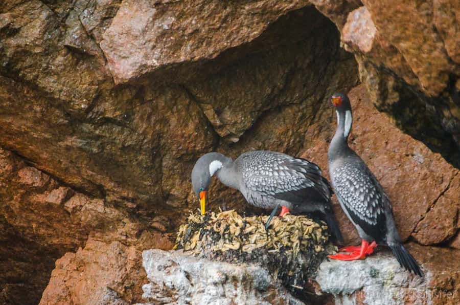 From Paracas: Ballestas Island Cruise & Paracas Reserve Tour - Tour pace, group dynamics, and how to get the most out of the guide