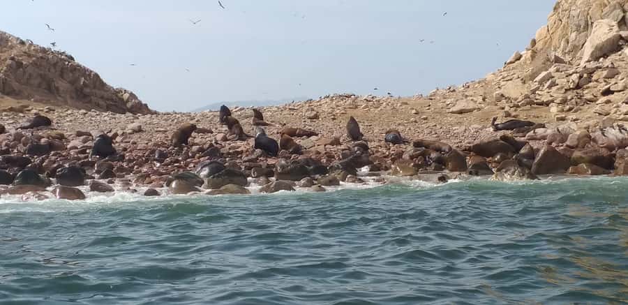 From Paracas: Ballestas Island Cruise & Paracas Reserve Tour - Ballestas Islands: speedboat timing and what to watch for