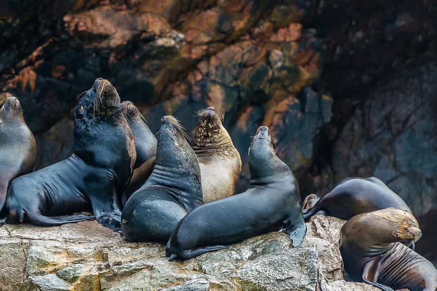 From Paracas: Ballestas Islands & Paracas National Reserve - Transition to Paracas National Reserve: desert next to the sea