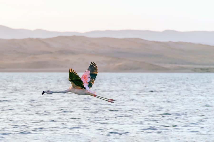 From Paracas: Ballestas Islands & Paracas National Reserve - Guides make a big difference, and you’ll feel it here