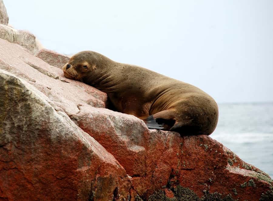 From Paracas: Ballestas Islands tour all Inclusive - Why Ballestas Islands feels like the best kind of quick nature break