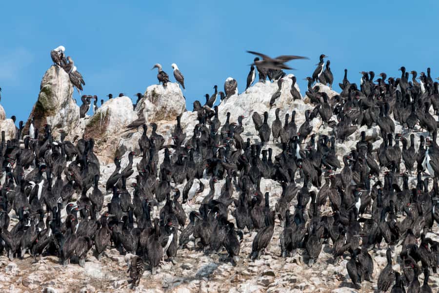 From Paracas: Ballestas Islands tour all Inclusive - Who should book this Ballestas Islands from Paracas tour
