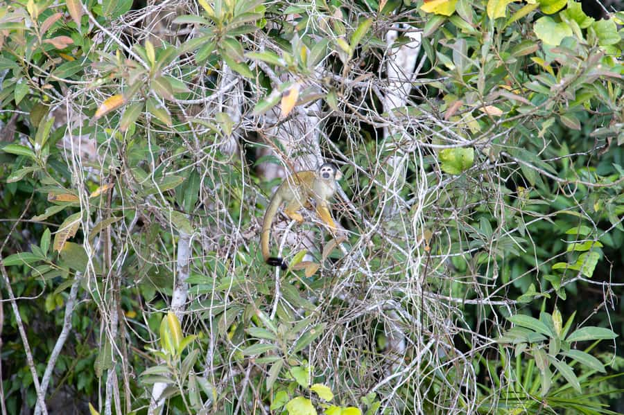 From Puerto Maldonado: 4-Day Excursion /wildlifesearch - Day 2: twilight river searching and Sandoval Lake wildlife time