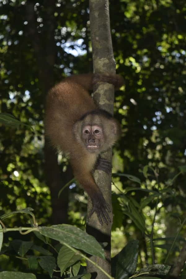 From Puerto Maldonado: 4-Day Excursion /wildlifesearch - Day 4: clay lick morning for macaws and green parrots