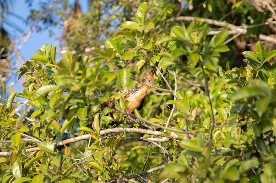 From Puerto Maldonado: 4-Day Excursion /wildlifesearch - What to pack so you do not spend the trip miserable