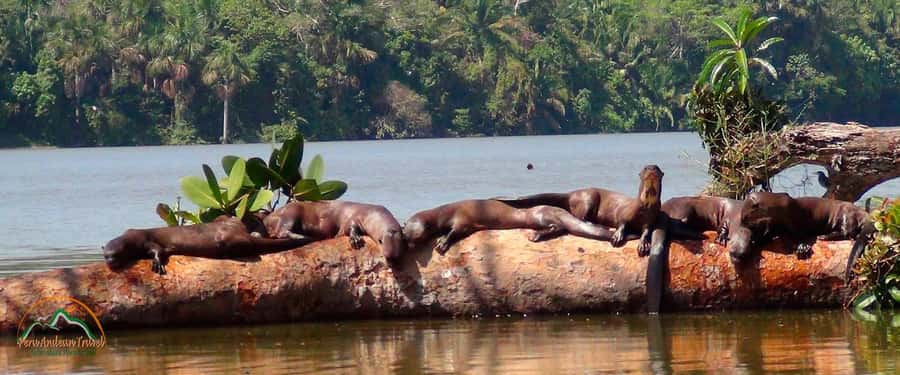 From Puerto Maldonado | Jungle hike + Sandoval Lake | - Reaching Lake Sandoval: where the trail turns into water time