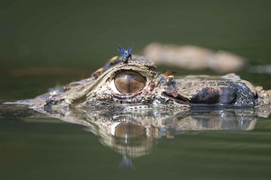 From Puerto Maldonado | Jungle hike + Sandoval Lake | - Timing, rain, and the wildlife reality check