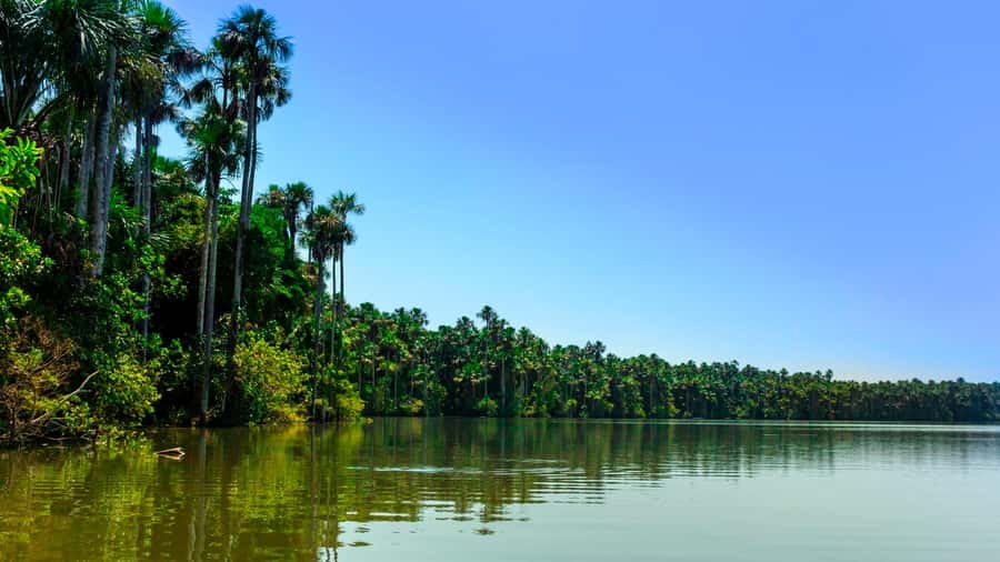 From Puerto Maldonado | Jungle hike + Sandoval Lake | - The 3 km jungle hike: monkeys, snakes, macaws, and falcons