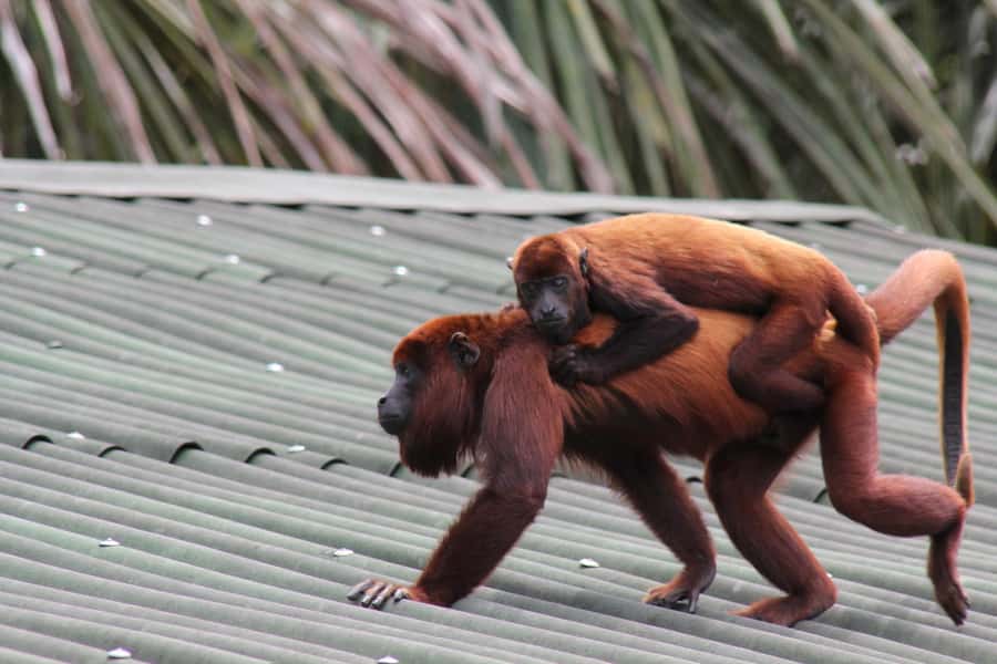 From Puerto Maldonado - Tambopata 4D/3N - Why Tambopata is one of Peru’s best wildlife bets