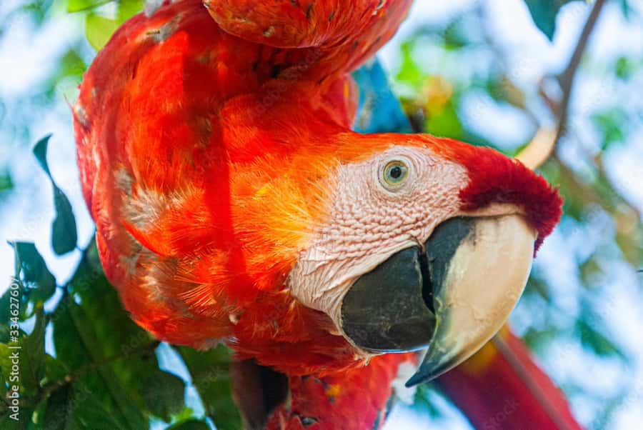 From Puerto Maldonado - Tambopata 4D/3N - Lodge life and meals in the jungle: comfort you can count on