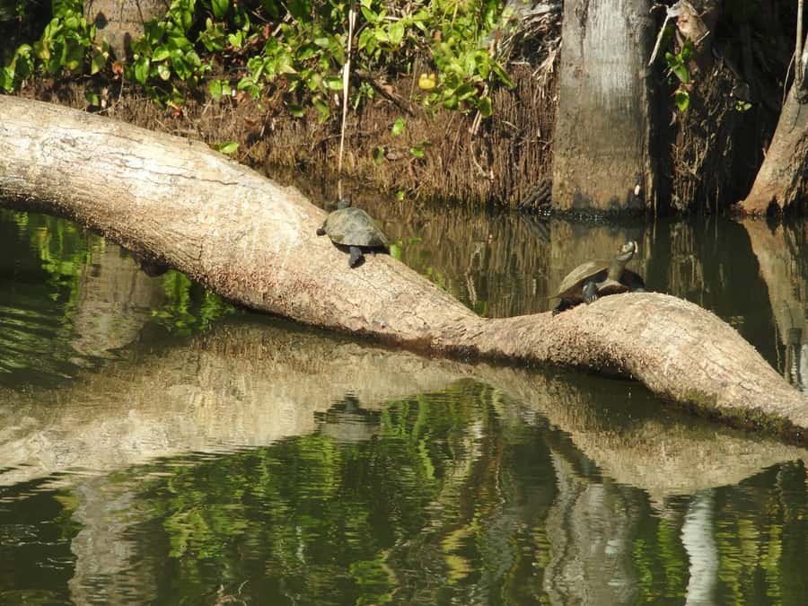From Puerto Maldonado: Tambopata National Reserve 3-Day Tour - Lodge reality: solar power, limited internet, and water rules