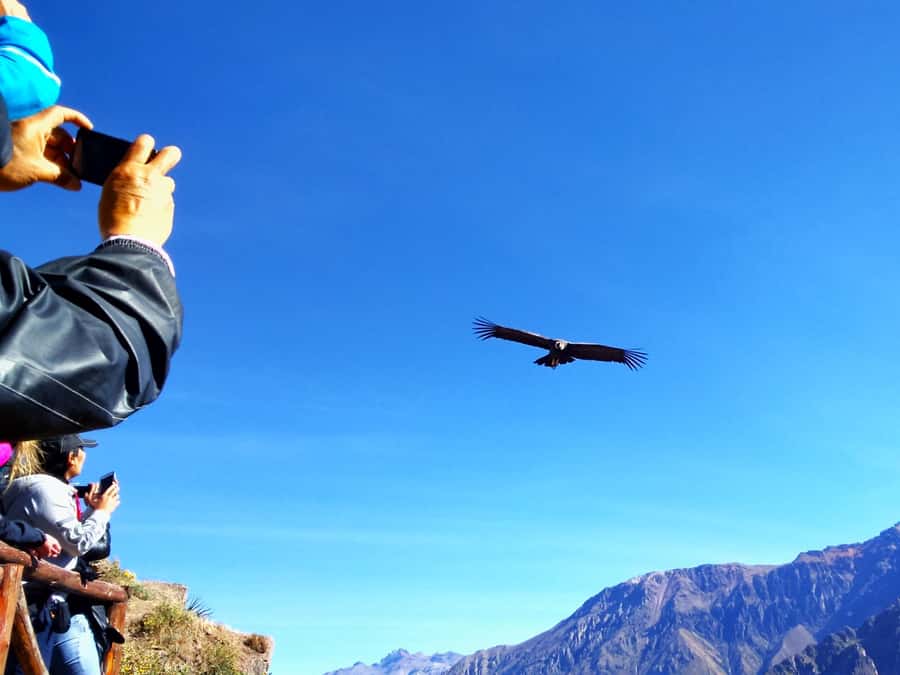 From Puno: 2-Day Tour to Colca Canyon ending in Arequipa - Leaving Puno at 6:00 a.m., and Why That Start Helps