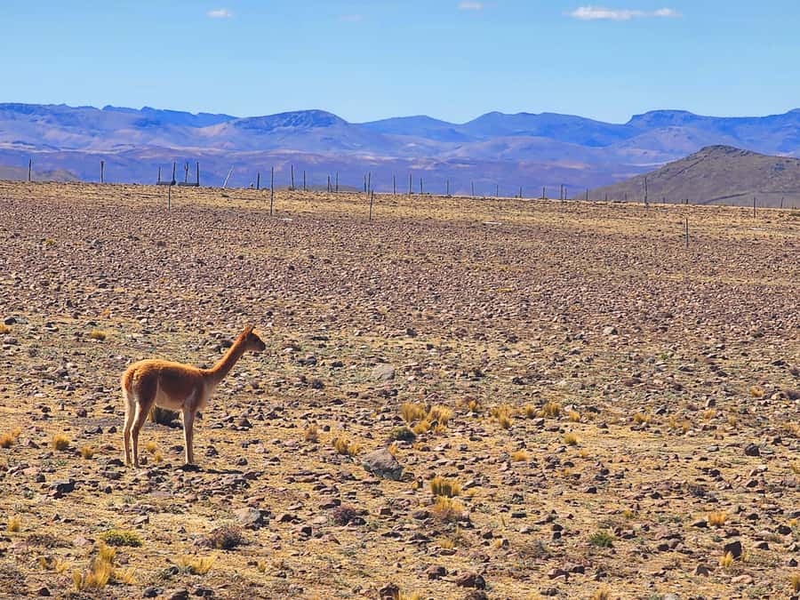 From Puno: 2-Day Tour to Colca Canyon ending in Arequipa - Price and Value: What $99 Really Covers, and What to Budget Extra