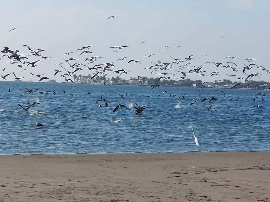 From San Martin Port: Ballestas Island & Paracas Reserve - Price and value: $74 plus the S/22 entrance fee