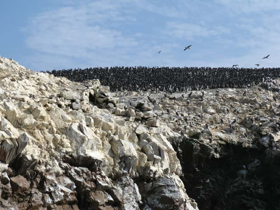 From San Martin Port: Ballestas Islands Tour in Paracas - Candelabro near Paracas: the geoglyph you notice from the water