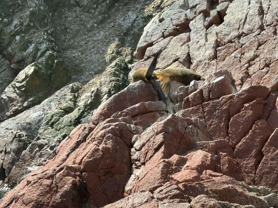 From San Martin Port: Ballestas Islands Tour in Paracas - Language, wet weather, and timing: the real-world considerations