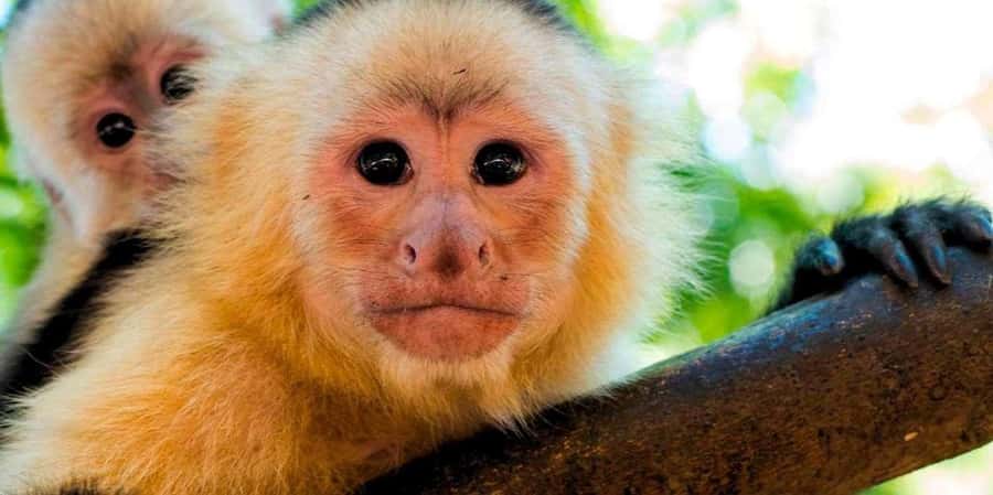 From Tambopata: Amazon Jungle Hike and Lake Sandoval 1-Day - A 1-Day Taste of Tambopata and Lake Sandoval, From Pickup to Return