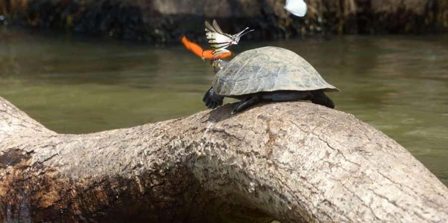 From Tambopata: Amazon Jungle Hike and Lake Sandoval 1-Day - The 3-Kilometer Jungle Walk: What You Gain From the Trail