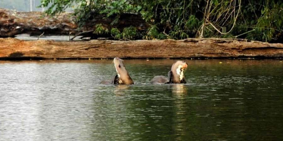 From Tambopata: Amazon Jungle Hike and Lake Sandoval 1-Day - Price and Value: Is $60 Good for What You Get?