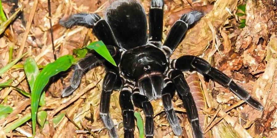 From Tambopata: Amazon Jungle Hike and Lake Sandoval 1-Day - What to Bring to Lake Sandoval and the Jungle Trail