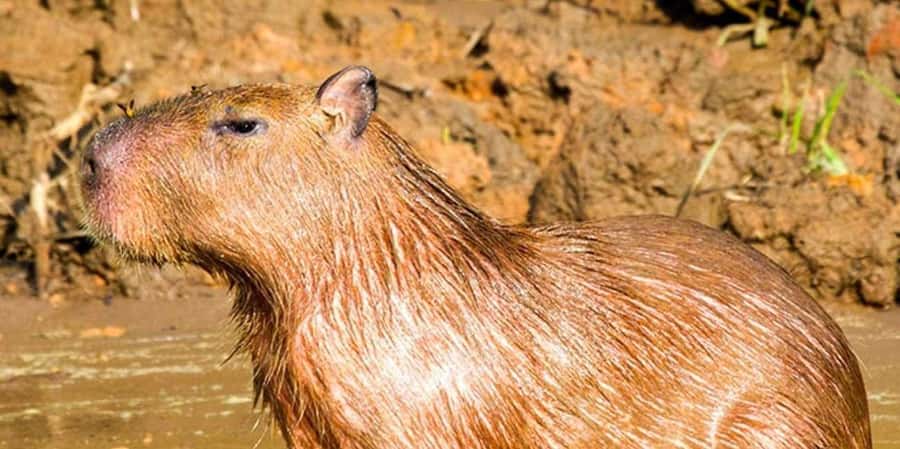 From Tambopata: Amazon Jungle Hike and Lake Sandoval 1-Day - Wildlife Watching Expectations: What You Can Hope For, and How to Improve Your Odds
