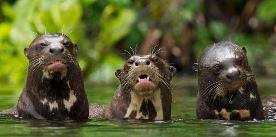 From Tambopata: Amazon Jungle Hike and Lake Sandoval 1-Day - Reaching Lake Sandoval: The Moment the Jungle Opens Up