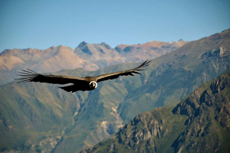 Full-Day Colca Canyon Tour from Arequipa - Quick hits you will care about
