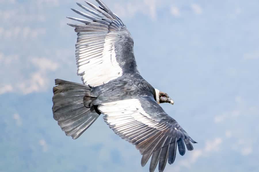 Full-Day Condor Viewpoint & Inca Sites Tour - Chonta and the 1.5-hour hike beside the Apurímac Canyon