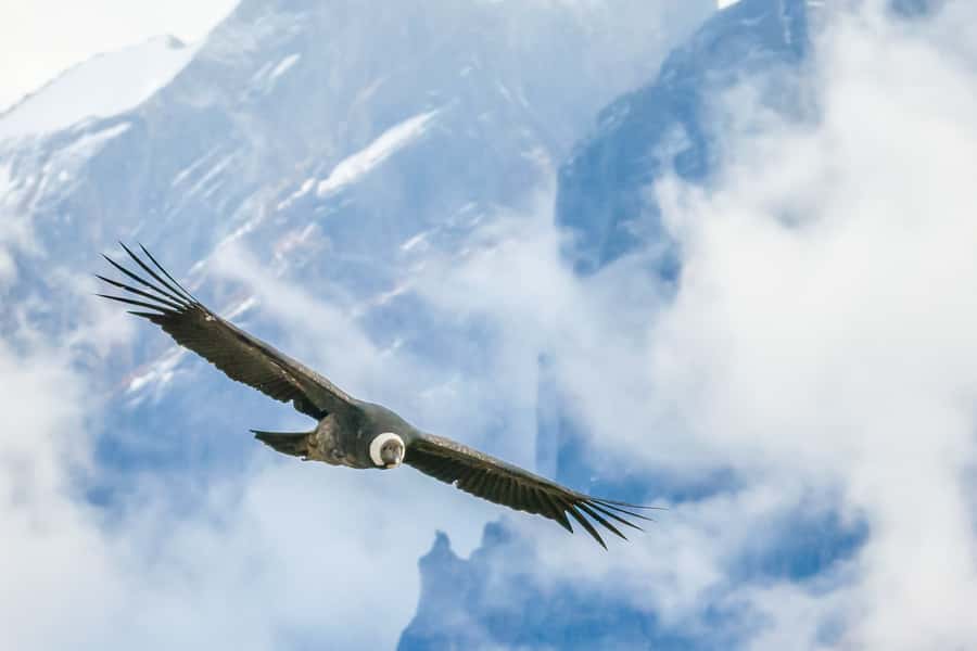 Full-Day Condor Viewpoint & Inca Sites Tour - Huaco Viewpoint: the Andean condor flight you came for