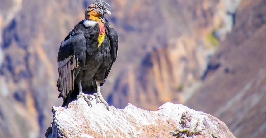 Full-Day Condor Viewpoint & Inca Sites Tour - Apurímac Canyon wildlife time and the return to Cusco