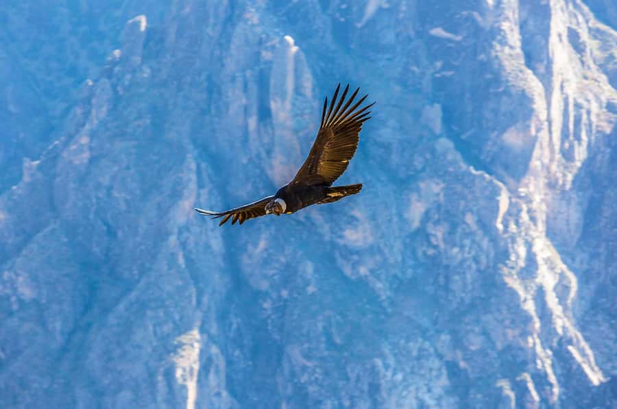 Full-Day Condor Viewpoint & Inca Sites Tour - What the tour includes, and where the $159 value comes from