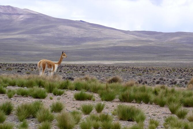 Full Day Tour to Colca Canyon from Arequipa - Stop 5: Mirador Antahuilque and Collagua terrace details