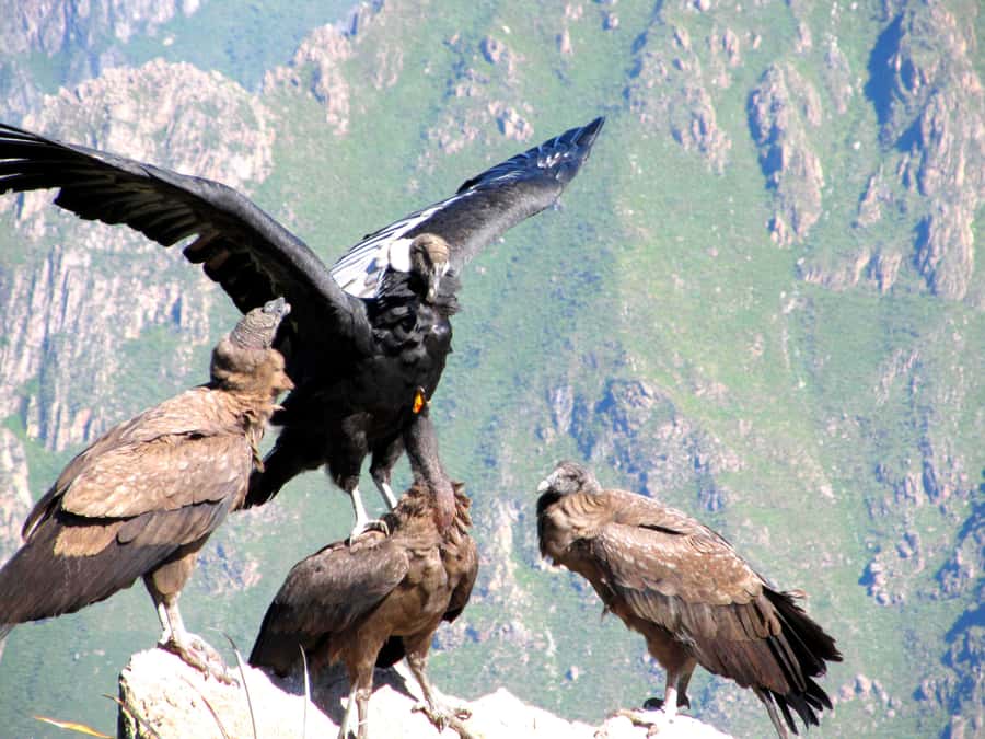 Full Day Trip to Colca Canyon from Arequipa ending in Puno - The simple value of doing Colca Canyon on the Arequipa-to-Puno line
