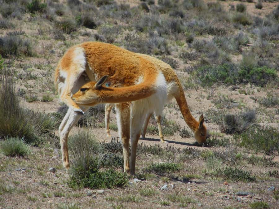 Full Day Trip to Colca Canyon from Arequipa ending in Puno - The long route to Puno: Patapampa, Pampa Cañahuas, and wildlife spotting