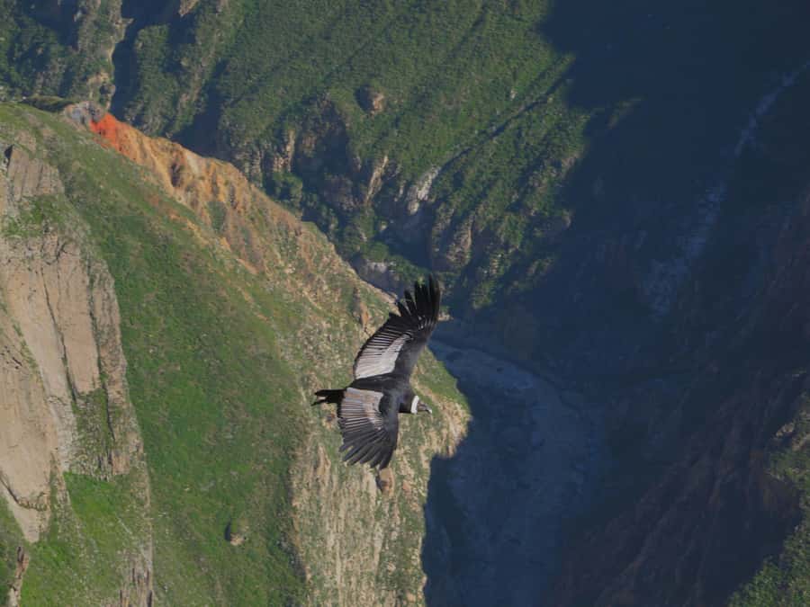 Full Day Trip to Colca Canyon from Arequipa ending in Puno - Chivay lunch and the transport handoff that keeps the day moving