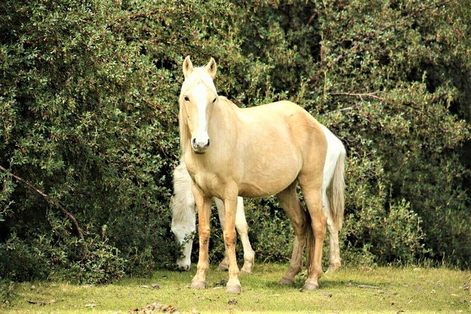 Horse Riding Chacan Mountain And Temple Of The Moon - Templo de la Luna: A Sacred Inca Site You Can Actually Appreciate
