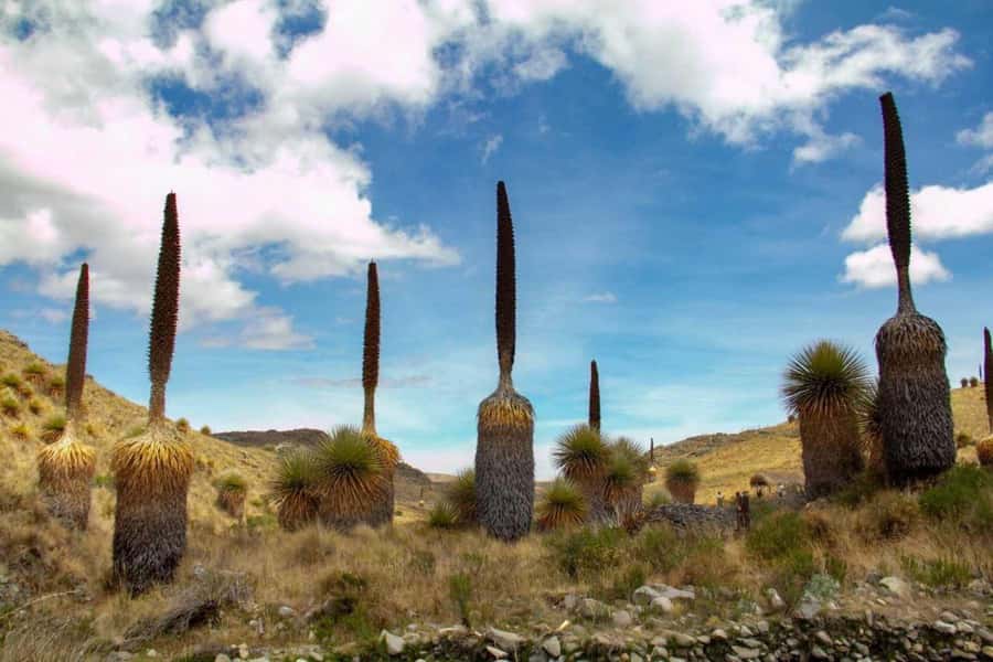 Huaraz-Excursion to the Pastoruri Snows and Puyas Raymondi - Pumapampa hot springs and Puya Raimondi, a nature stop with a twist