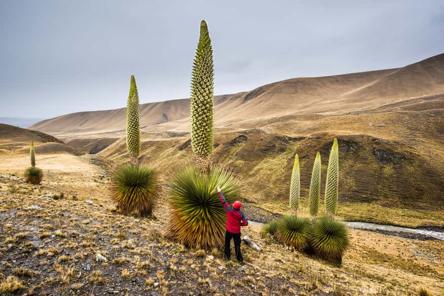 Huaraz: Pastoruri Glacier Day Trip - Key highlights at a glance