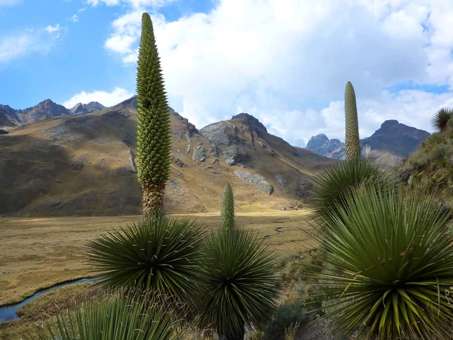 Huaraz: Pastoruri Glacier Day Trip - The Pastoruri Glacier walk: what 40-60 minutes feels like at altitude